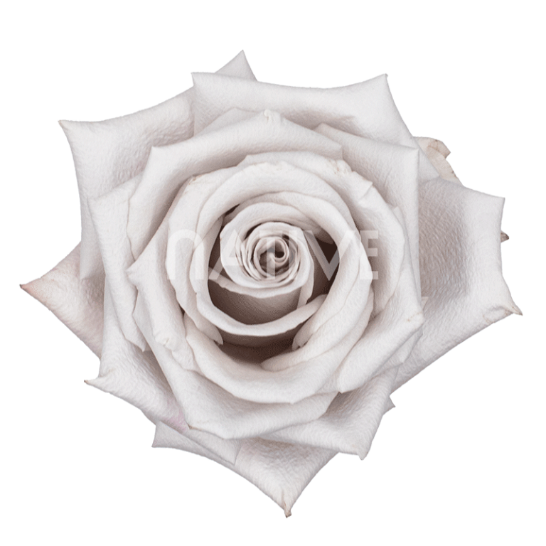 Menta Roses
