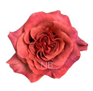 razzmatazz-roses-001 razzmatazz roses