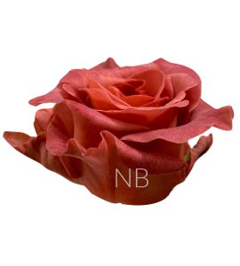 razzmatazz-roses-2