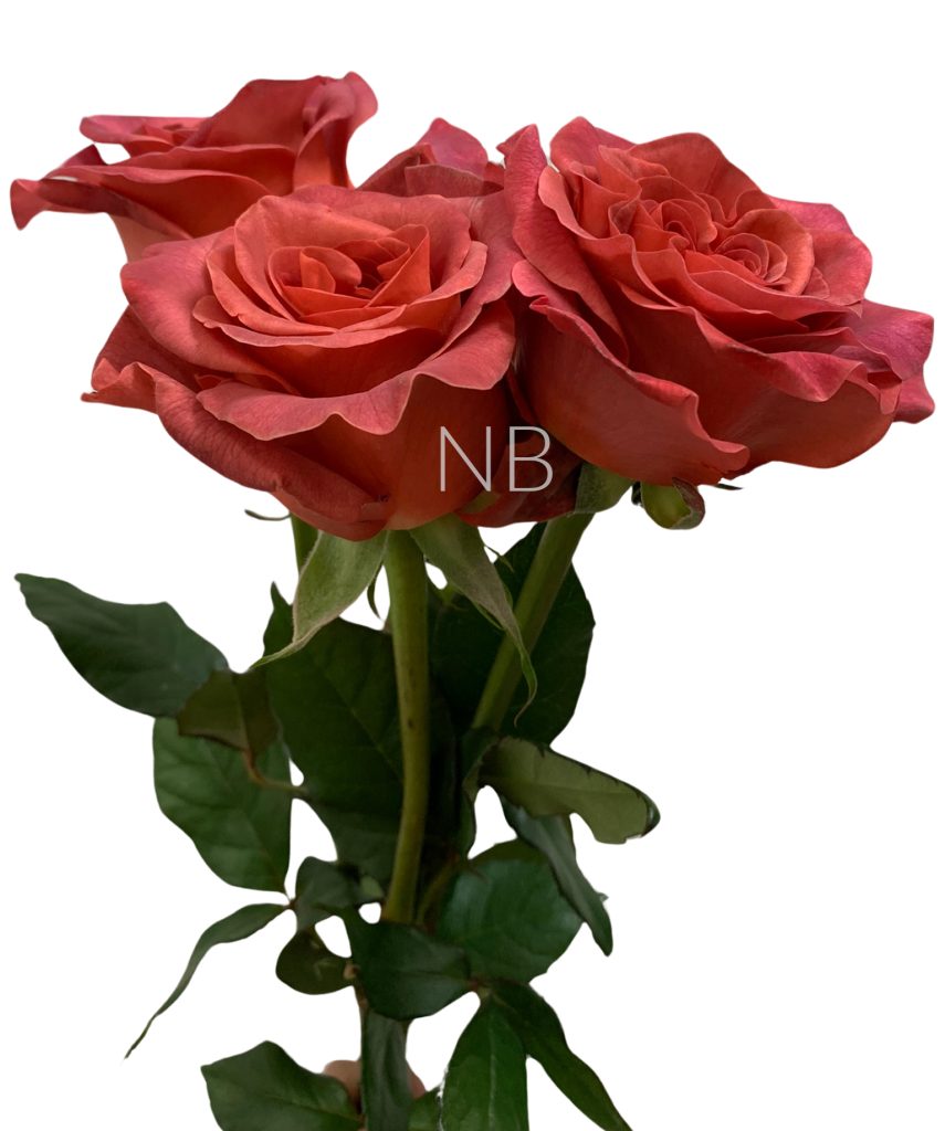 Razzmatazz Roses | Wholesale Ecuadorian Roses | Native Blooms