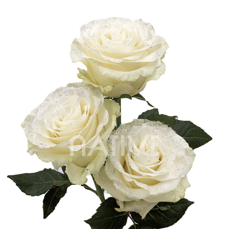 white glitter roses
