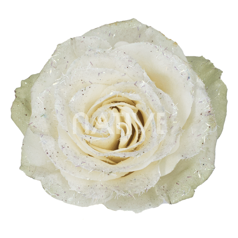 White Glitter Roses | Wholesale Ecuadorian Roses | Native Blooms
