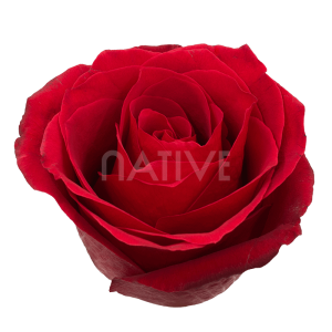 dallas-roses-2