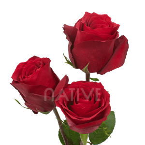 dallas-roses-3 Dallas roses