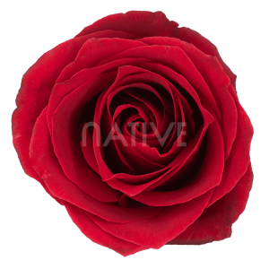 dallas-roses