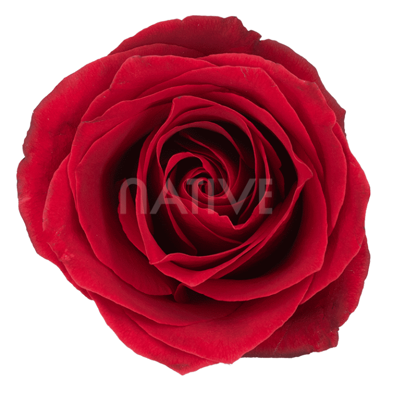 dallas-roses
