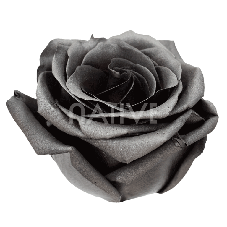graphite tinted roses