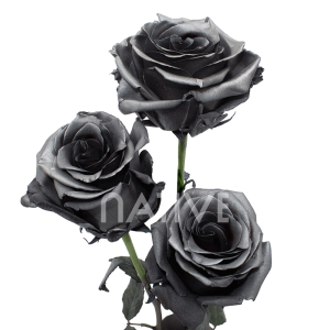 grafito-tinted-roses-3 graphite tinted roses
