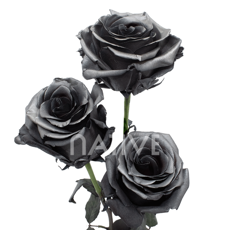 graphite tinted roses