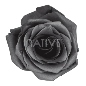 grafito-tinted-roses grafito tinted roses