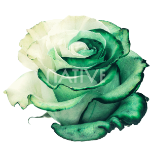 greenduo-tinted-roses-2 Greenduo Tinted Roses