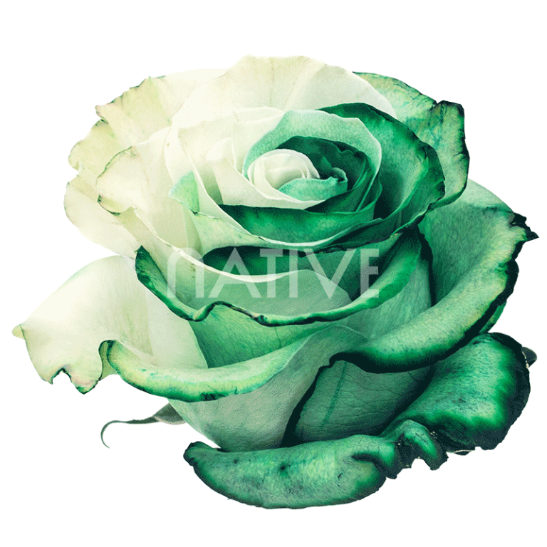 Greenduo Tinted Roses