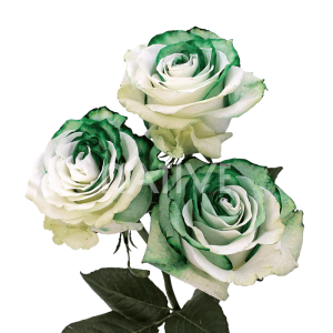greenduo-tinted-roses-3 Greenduo Tinted Roses