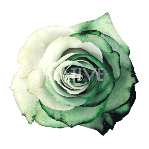 greenduo-tinted-roses Greenduo Tinted Roses