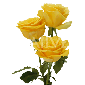 ROSES_BUMBLEBEE-44