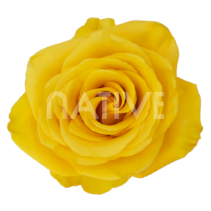 bumblebee roses yellow