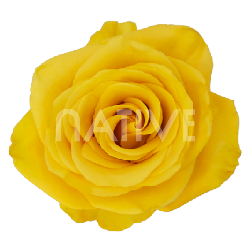 bumblebee roses yellow