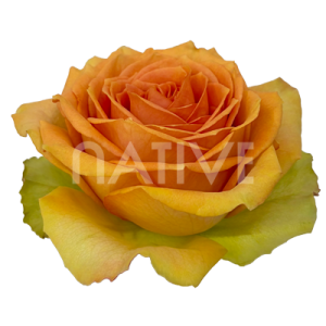 tropic-versilia-roses-1 Tropic Versilia Ecuadorian Rose – Premium Peach-Yellow Long-Stem Roses