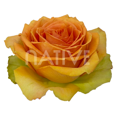 Tropic Versilia Ecuadorian Rose – Premium Peach-Yellow Long-Stem Roses