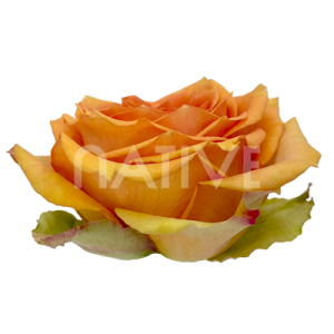 tropic-versilia-roses-2 Tropic Versilia Ecuadorian Rose – Premium Peach-Yellow Long-Stem Roses