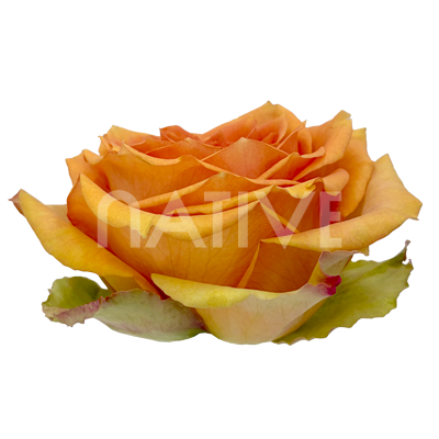 Tropic Versilia Ecuadorian Rose – Premium Peach-Yellow Long-Stem Roses