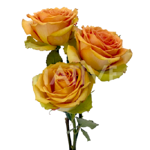 tropic-versilia-roses-3 Tropic Versilia Ecuadorian Rose – Premium Peach-Yellow Long-Stem Roses