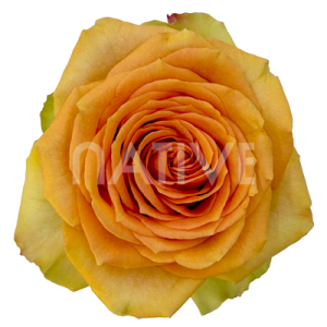 tropic-versilia-roses Tropic Versilia Ecuadorian Rose – Premium Peach-Yellow Long-Stem Roses