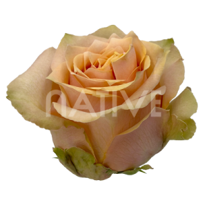 caramel-macchiato-roses-1 caramel macchiato roses