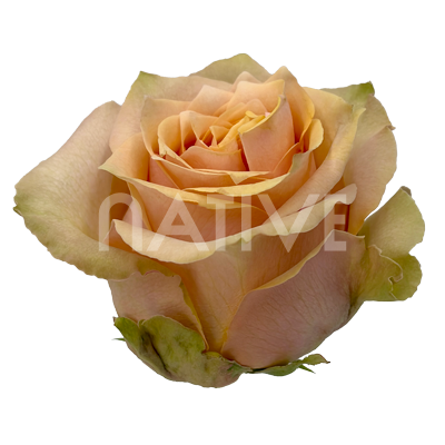 caramel macchiato roses
