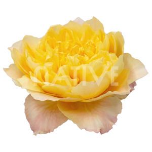 golden-dragon-fly-rose1 golden-dragonfly-garden-roses-1