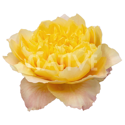 golden-dragonfly-garden-roses-1