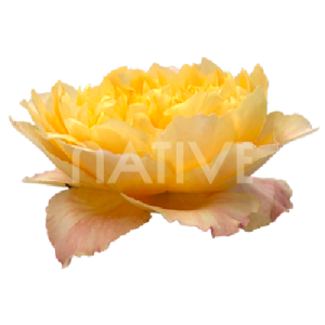 golden-dragon-fly-roses-2 golden-dragonfly-garden-roses-3