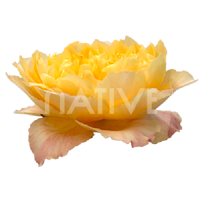 golden-dragonfly-garden-roses-3