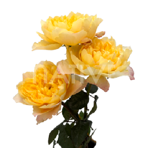 golden-dragon-fly-roses-3 golden-dragonfly-garden-roses-4