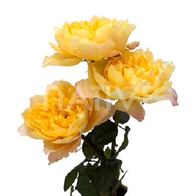 golden-dragonfly-garden-roses-4