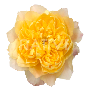 golden-dragonfly-garden-roses