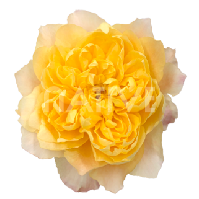 golden-dragonfly-garden-roses