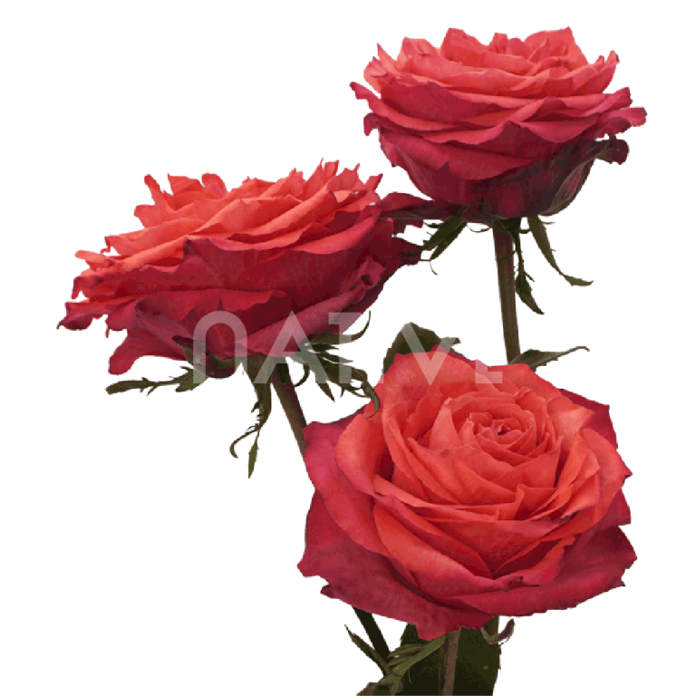 Hard rock orange roses