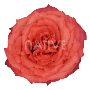 Hard rock orange roses