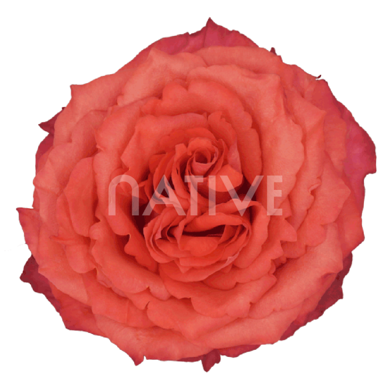 Hard rock orange roses