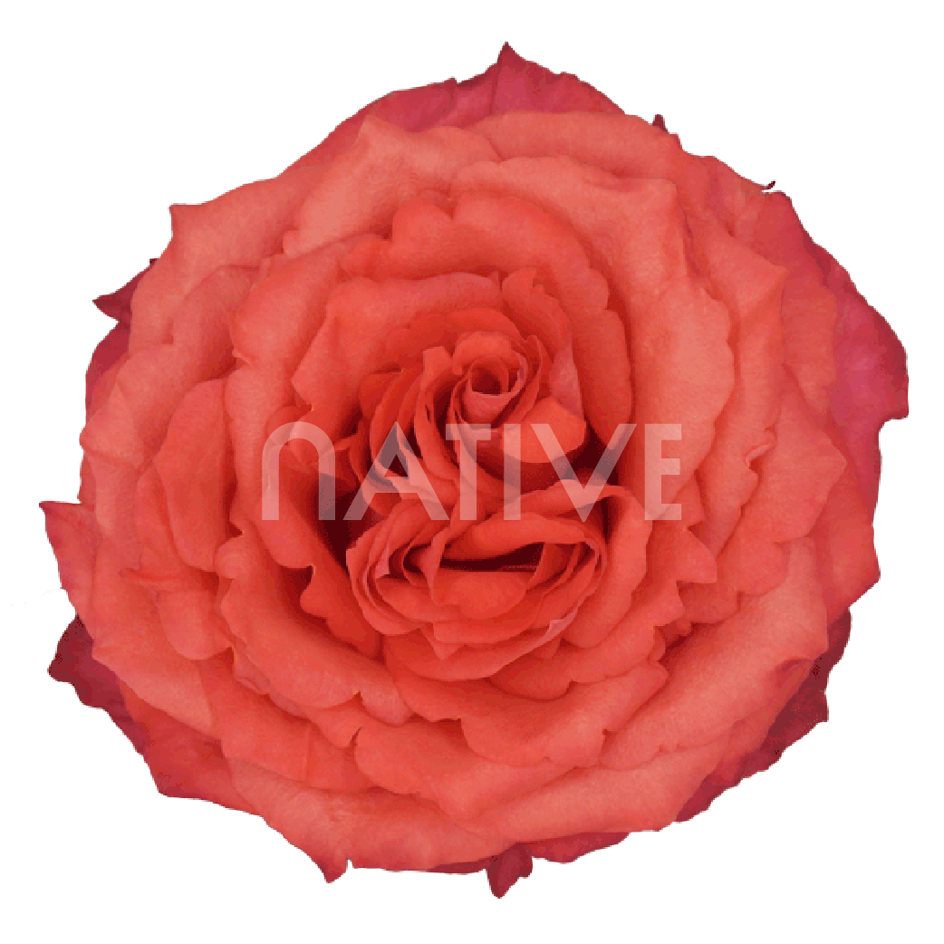 Hard rock orange roses