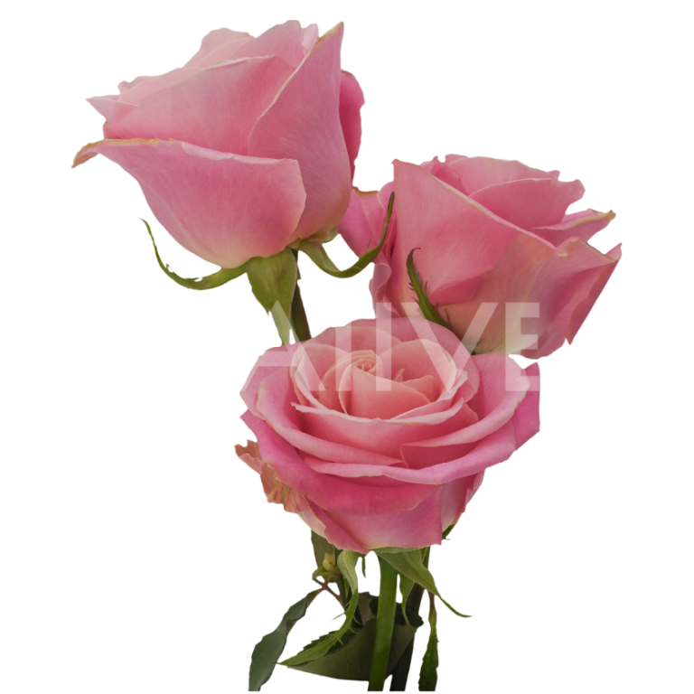 Hermosa roses light pink