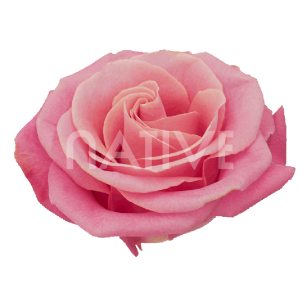 hermosa-roses-1 Hermosa roses light pink