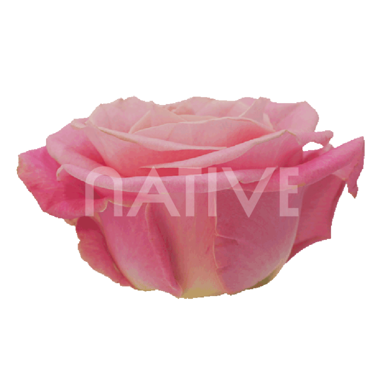 Hermosa roses light pink