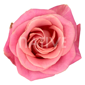 Hermosa roses light pink