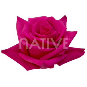 hot-explorer-roses-1 Hot Explorer Roses