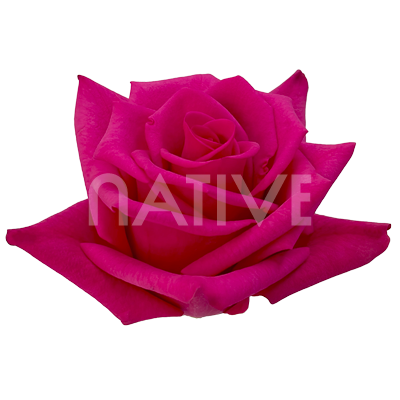 Hot Explorer Roses