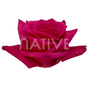 hot-explorer-roses-2 Hot Explorer roses