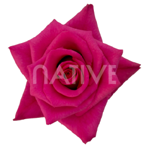 hot-explorer-roses Hot Explorer roses